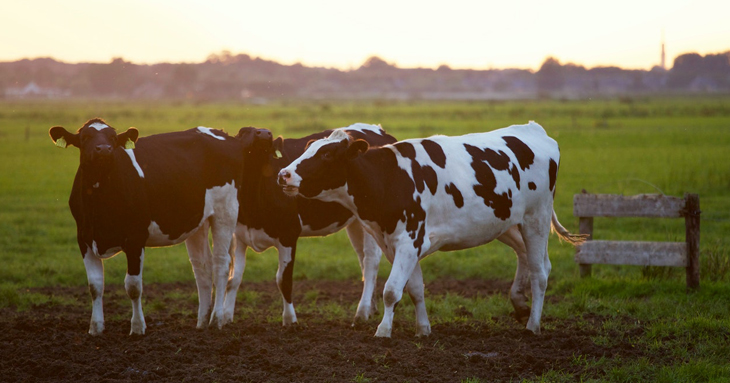 Livestock Insurance